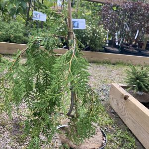 Thuja occidentalis Pendula 40-50 c5 Hängthuja