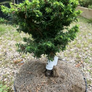 Tsuga canadensis Minuta 20-25 c2 Dvärghemlock