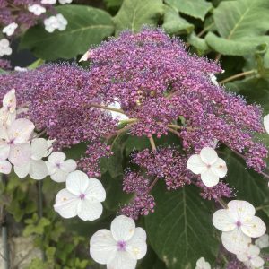 Hydrangea ssp. Sargentiana 60-80 c12 SOL