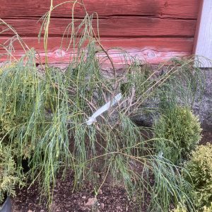 Chamaecyparis law. Drooping solo 125-150 kl Slöjcypress