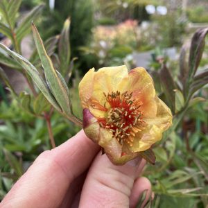 Paeonia potaninii c2,5 Småbuskpion