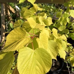 Tilia x europaea Wratislawiensis 140-150 flers. C10 Citronlind