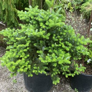 Abies koreana Molli 40-50 kl