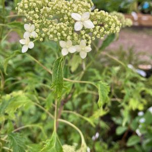 Hydrangea arb. Emerlad lace 100-120 kl Flikbladig Vidjehortensia