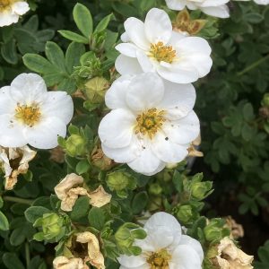 Potentilla Cremé  Brulée c3,5 Ölandstok