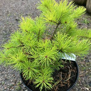 Pinus syl. Trollguld 15-20 c3 Tall
