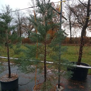 Sequiadendron giganteum Hazel Smith 175-200 co Mammutträd