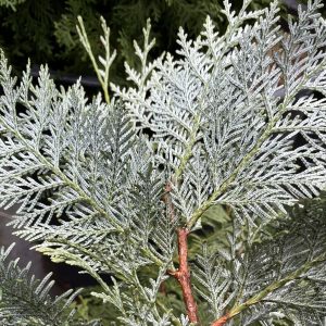 Thuja koraiensis 80-100 co Koreansk Thuja