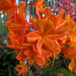 Azalea Firebal 40-50 Co