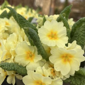 Primula vulgaris Rut p9 Jordviva