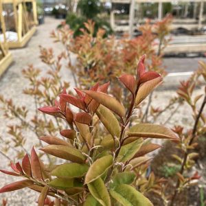 Amelanchier laevis Bäcklösa E C15 halvsol