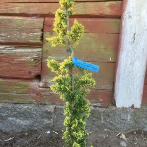 Chamaecyparis Filips Golden Wissel 50-70 c3