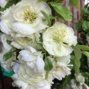 Chaenomeles Kinshiden c4,5 Rosenkvitten