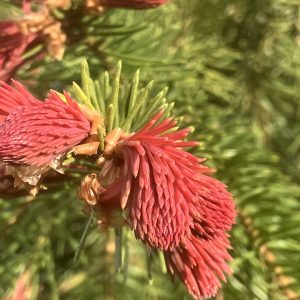 Picea abies Punahilkka 15-20 c2 Smultrongran bollform
