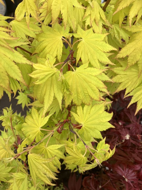 Acer shirasawanum Jordan 40-50 c3,5 Shirasawalönn