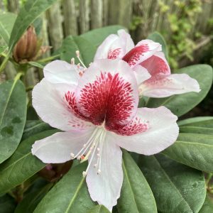 Rhododendron Belami 30-40 c5