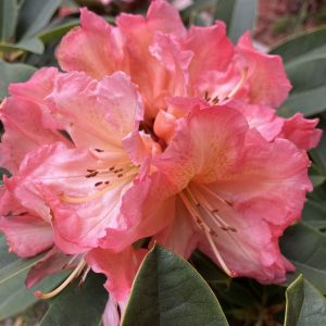 Rhododendron Sun Glory 30-40 c5