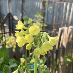 Primula florindae p15 Sommerviva