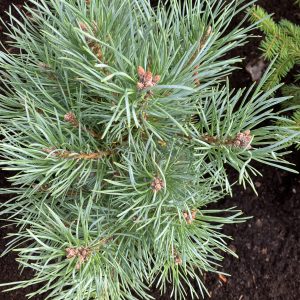 Pinus sylv. Chantry Blue 20-25 c5