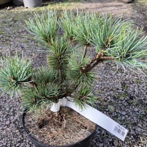 Pinus pumila Globe 20-25 c2 Blå dvärgtall