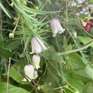 Clematis Kaiu c2 Urnklematis