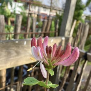 Lonicera Belgica select c2 Vildkaprifol