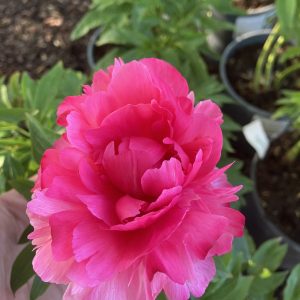 Paeonia Rosé Heart c3 Luktpion