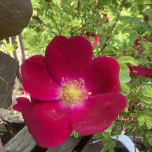 Rosa. Spin. Tove Jansson c3,5 rotäkta Pimpinellros