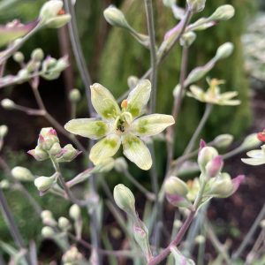 Zigadenius elegans p15 Grönlilja