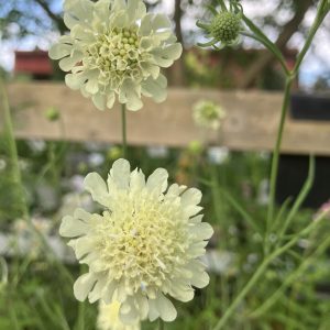 Scabiosa ochroleuca p9 Gulvädd