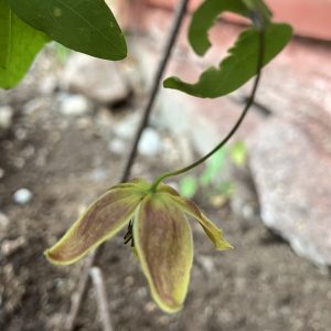 Clematis My Angel c2 Tanguticaklematis