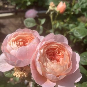 Rosa Queen of Sweden c6 Austinros