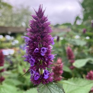 Agastache Beeliciious purple c13