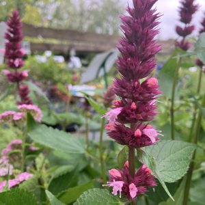 Agastache Beelicious Pink P9 Anisisop