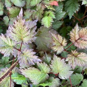 Astillbe Color Flash