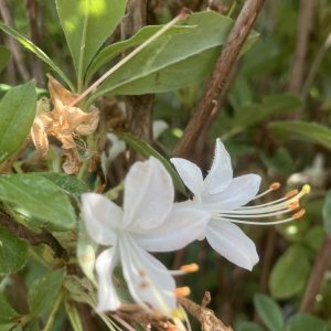 Azalea viscosa Sommerdufte 80-100 co