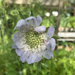 Scabiosa Perfecta Blue p9 Höstvädd