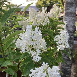 Syringa josikea Holger busk co Ungersk Syren