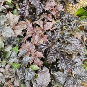 Astillbe Chocolate Shogun c3,5