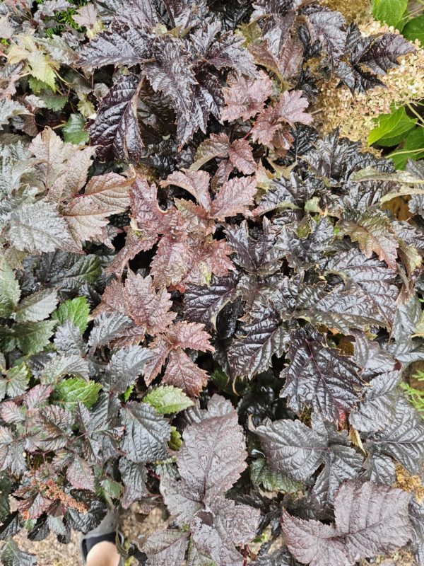 Astillbe Chocolate Shogun c3,5