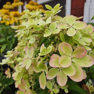 Hydrangea pan. Pastelgreen c5 Vipphortensia