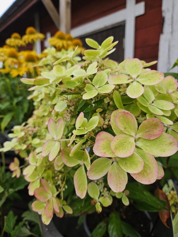 Hydrangea pan. Pastelgreen c5 Vipphortensia