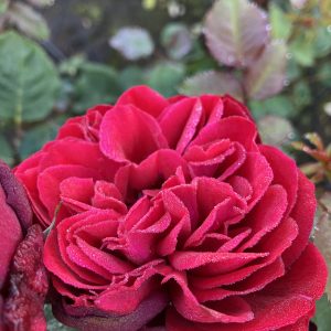 Rosa Look good feel better c4 Rabattros
