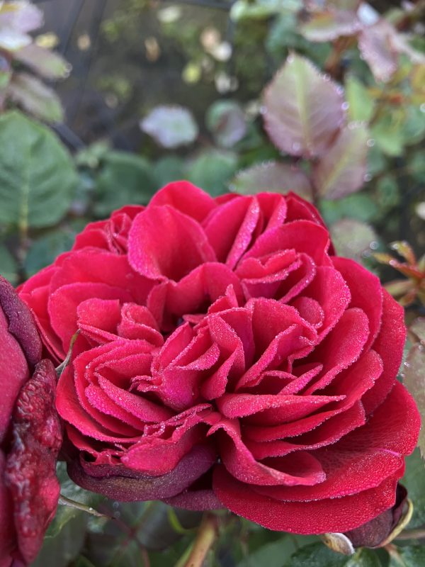 Rosa Look good feel better c4 Rabattros