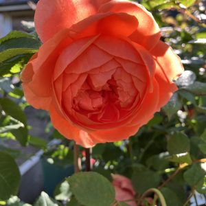 Rosa Summer song c6 Austinros