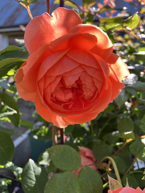 Rosa Summer song c6 Austinros