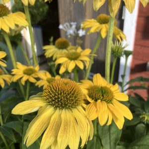 Echinacea Cheyenne c3 Solhatt