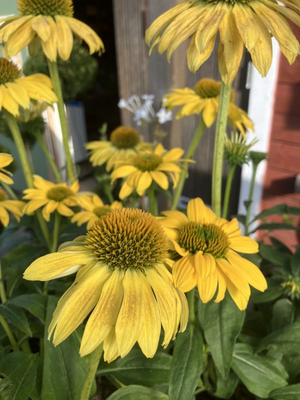 Echinacea Cheyenne c3 Solhatt