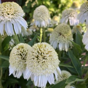 Echinacea Nougat c3 Solhatt
