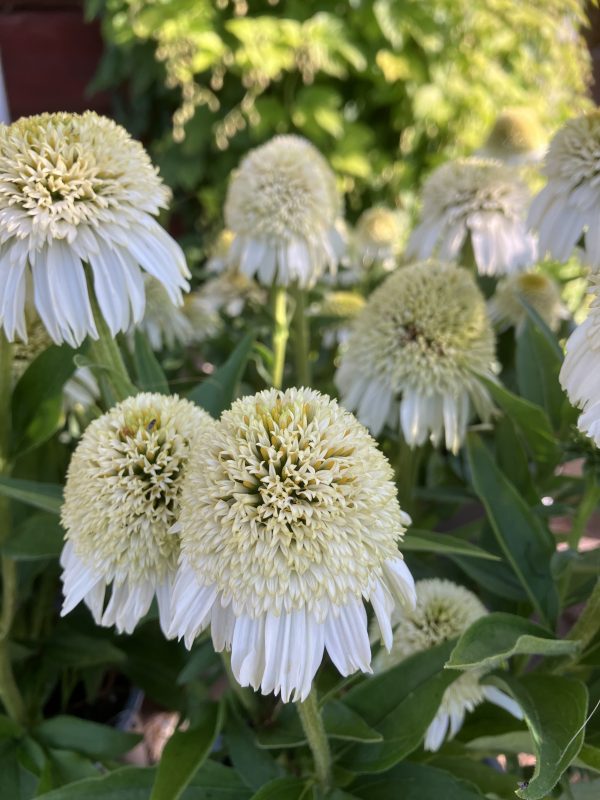 Echinacea Nougat c3 Solhatt